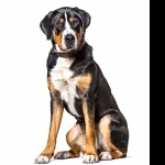 Greater Swiss Mountain Dog new wallpaper