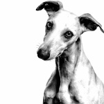 Greyhound high quality wallpapers