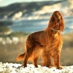 Irish Setter new photos