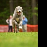 Irish Wolfhound 2025