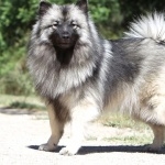 Keeshond new photos