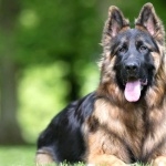 King Shepherd photos