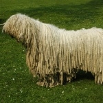 Komondor free download