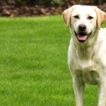 Labrador Retriever hd wallpaper