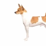 Miniature Fox Terrier full hd