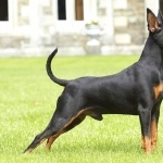 Miniature Pinscher free