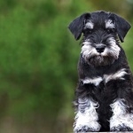 Miniature Schnauzer wallpaper