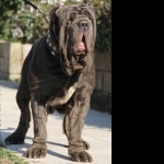 Molossus breed new photos