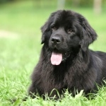 Newfoundland breed pics