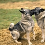 Norwegian Elkhound wallpapers hd