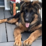 Old German Shepherd Dog pic