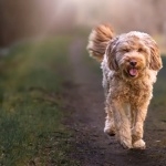 Otterhound cute