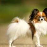 Papillon breed wallpapers