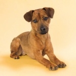 Patterdale Terrier 1080p