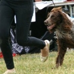 Pont-Audemer Spaniel breed