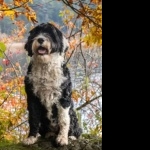 Portuguese Water Dog high definition photo