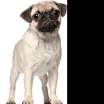 Pug new wallpapers