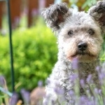 Pumi breed widescreen