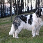 Pyrenean Mastiff wallpapers for desktop