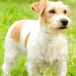 Russell Terrier pics