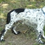 Russian Spaniel hd desktop