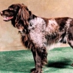 Saint-Usuge Spaniel photo