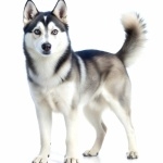 Sakhalin Husky background