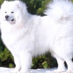 Samoyed breed new wallpapers