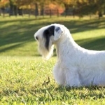 Sealyham Terrier wallpapers