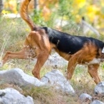 Serbian Hound free