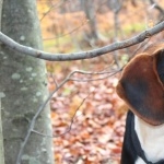 Serbian Tricolour Hound photo