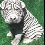 Shar Pei high definition photo