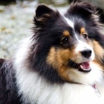 Shetland Sheepdog high quality wallpapers