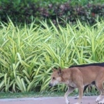 Sinhala Hound hd