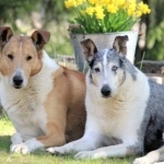 Smooth Collie new photos