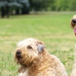 Soft-Coated Wheaten Terrier image