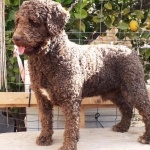 Spanish Water Dog widescreen