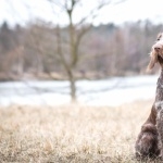 Spinone Italiano free