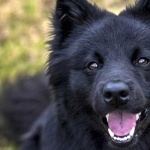 Swedish Lapphund 2025