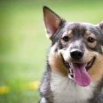 Swedish Vallhund wallpapers