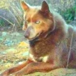 Tahltan Bear Dog new wallpapers