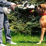 Terceira Mastiff breed