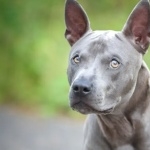 Thai Ridgeback image