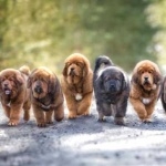 Tibetan Mastiff high quality wallpapers