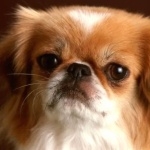 Tibetan Spaniel funny