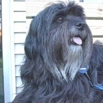 Tibetan Terrier pic