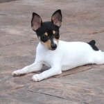 Toy Fox Terrier free wallpapers