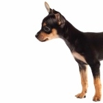 Toy Manchester Terrier hd wallpaper