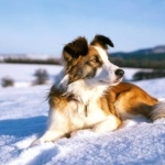 Welsh Sheepdog new wallpaper