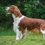 Welsh Springer Spaniel widescreen